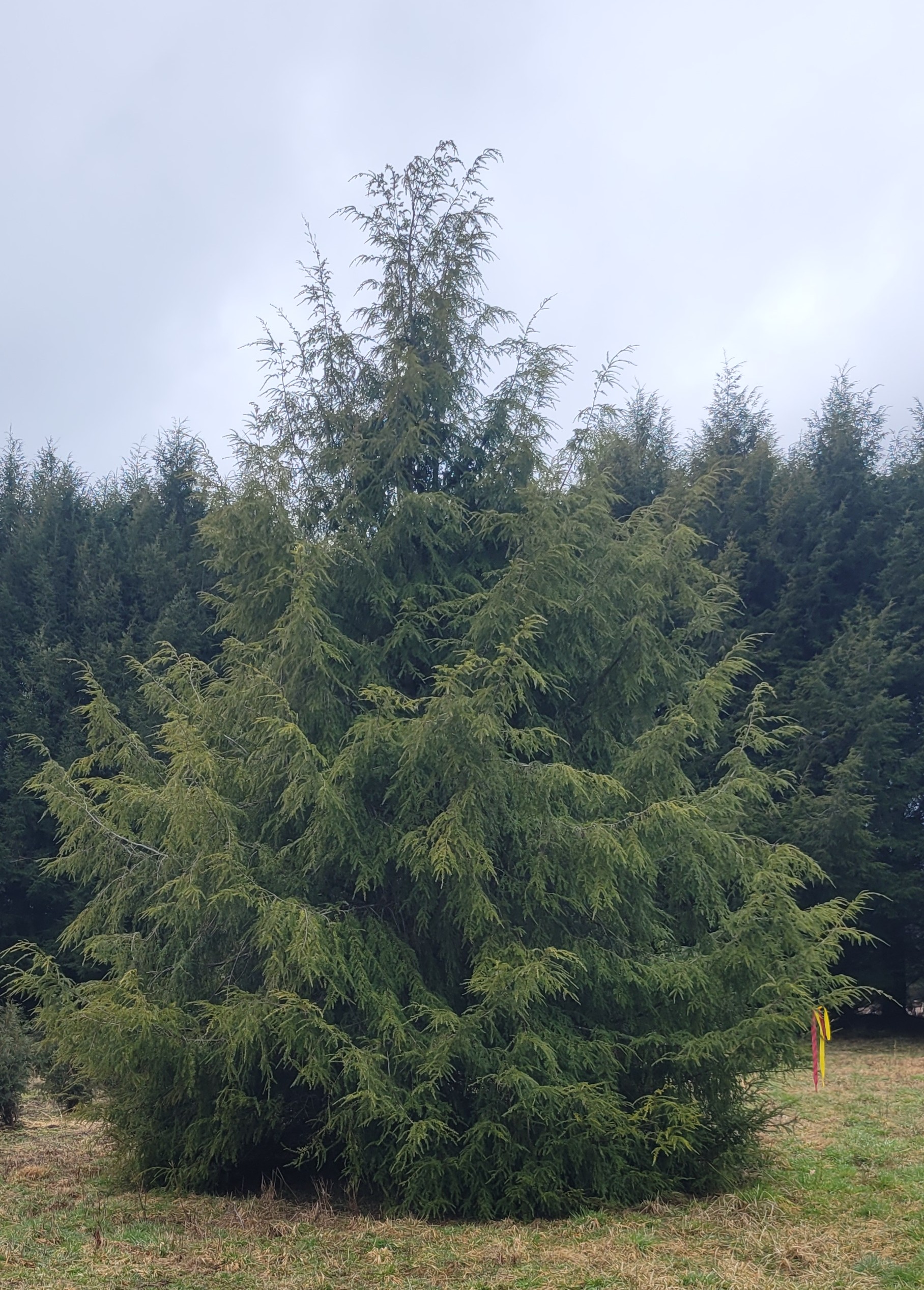 Large Hemlock tree